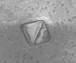 CMP: microscopic surface and structure image.